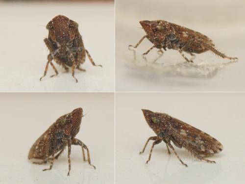 Réf. 257 626 : Planaphrodes sp.